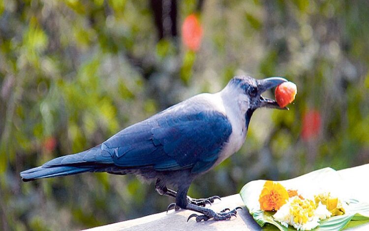 kag-tihar_AtwTgZ1txk