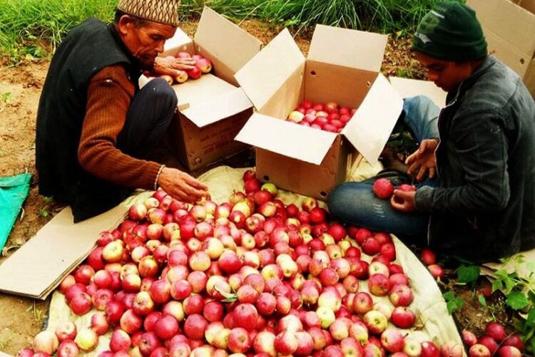 apple